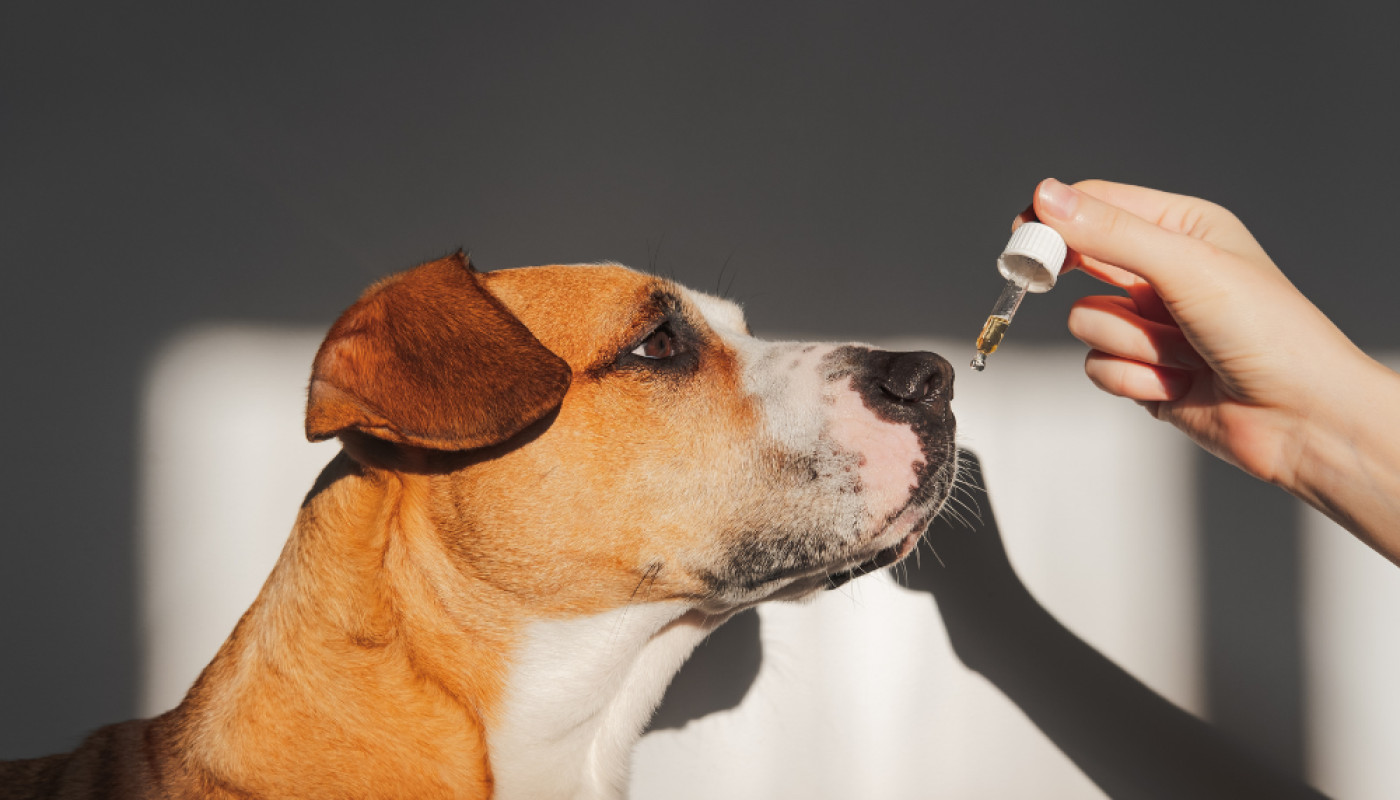 Y’a-t-il des dangers à utiliser de l’huile de cade sur un chien ?